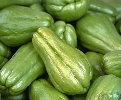 Chayote s/espinas