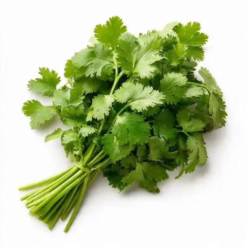 Cilantro
