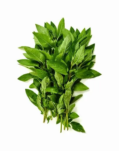 Hierbabuena