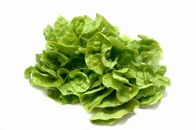 Lechuga Italiana Hidroponica