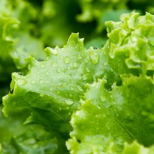 Lechuga Hidroponica